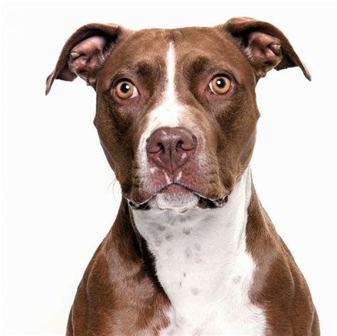 pitbull dog insurance